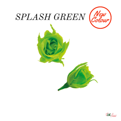 Micro Rose / Splash Green