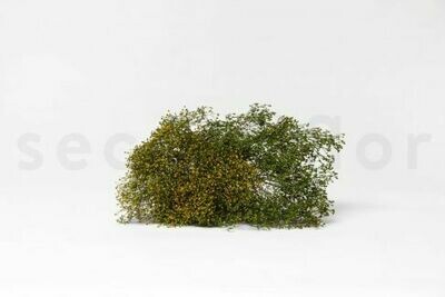 STABILIZED BROOM FLOWER - GREEN STABILIZED BROOM FLOWER - GREEN