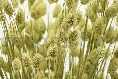 DRIED PHALARIS - BOUQUET - NATURAL