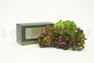 PRESERVED SPRIG HYDRANGEA - RED GREEN PRESERVED SPRIG HYDRANGEA - RED GREEN