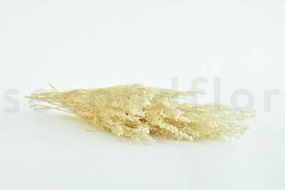 PRESERVED STOEBE - BOUQUET - WHITE PRESERVED STOEBE - BOUQUET - WHITE