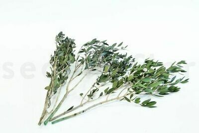 STABILIZED WILD OLIVE TREE - 5 UNITS - GREEN STABILIZED WILD OLIVE TREE - 5 UNITS - GREEN
