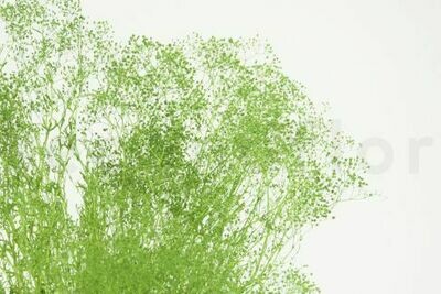 PRESERVED GYPSOPHILA - MINI - APPLE GREEN PRESERVED GYPSOPHILA - MINI - APPLE GREEN