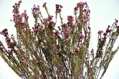 PRESERVED PHYLICA - BOUQUET - PINK