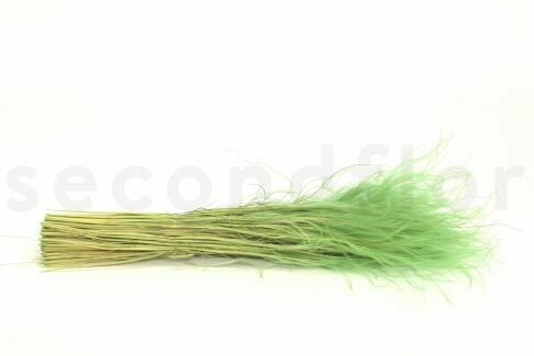 STYPA PENNATA - GREEN