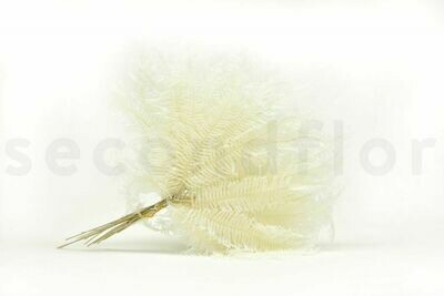 PRESERVED MOUNTAIN FERN - WHITE PRESERVED MOUNTAIN FERN - WHITE