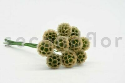 PRESERVED SCABIOSA STELLATA - 10 STEMS - NATURAL PRESERVED SCABIOSA STELLATA - 10 STEMS - NATURAL