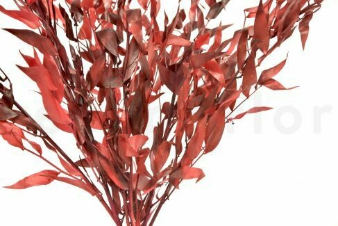 PRESERVED ITALIAN RUCUS - RED