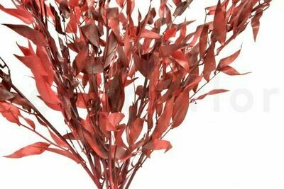 PRESERVED ITALIAN RUSCUS - RED PRESERVED ITALIAN RUSCUS - RED