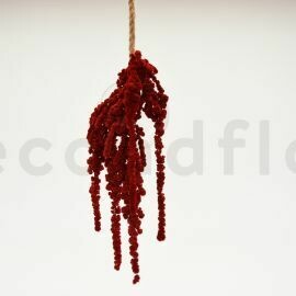 PRESERVED EXTRA AMARANTH - RED