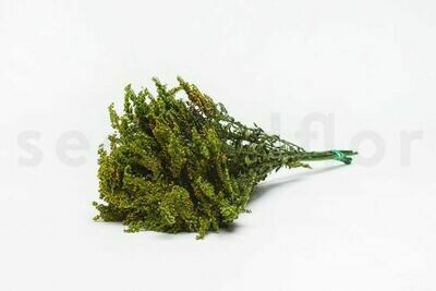 PRESERVED SOLIDAGO - GREEN PRESERVED SOLIDAGO - GREEN
