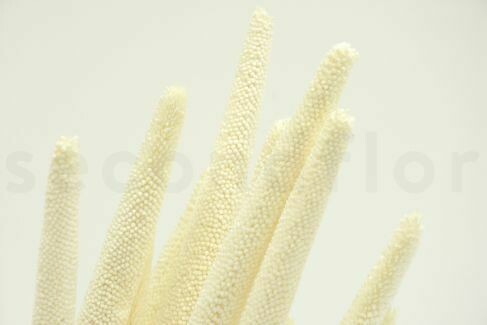 DRIED BABALA - WHITE