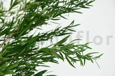 STABILIZED LEPTO LONGIFOLIA - GREEN STABILIZED LEPTO LONGIFOLIA - GREEN