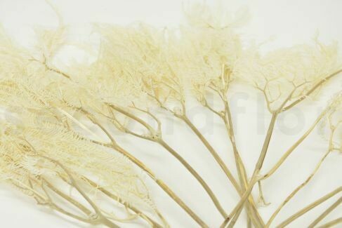 PRESERVED UMBRELLA FERN - CREAM
