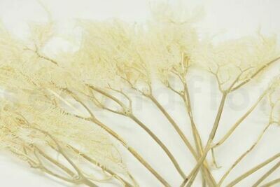 PRESERVED UMBRELLA FERN - CREAM PRESERVED UMBRELLA FERN - CREAM