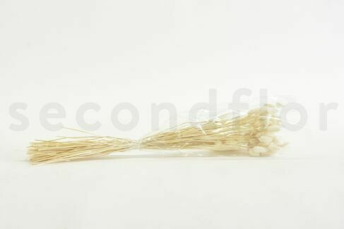 DRIED PHALARIS - BOUQUET - PASTEL WHITE