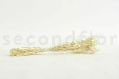DRIED PHALARIS - BOUQUET - PASTEL WHITE DRIED PHALARIS - BOUQUET - PASTEL WHITE