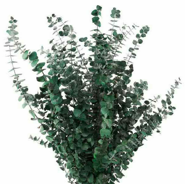 Eucalyptus Baby Blue / Green