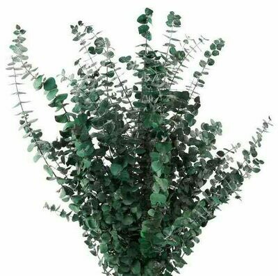 Eucalyptus Baby Blue / Green