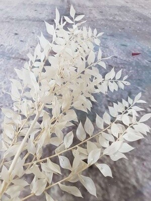 Preserved Rucus - Paster White Preserved Rucus - Paster White