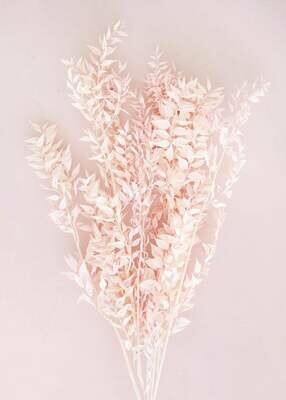 Preserved Rucus - Pastel Light Pink Preserved Rucus - Pastel Light Pink