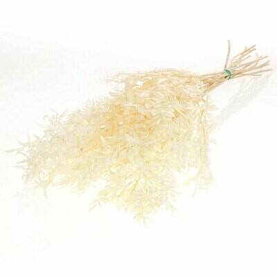 Preserved Rucus - Bleached Preserved Rucus - Bleached