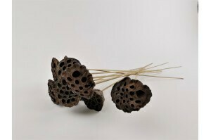 DRIED LARGE LOTUS NATURAL