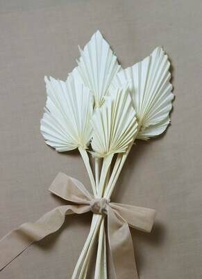 PALM SPEAR