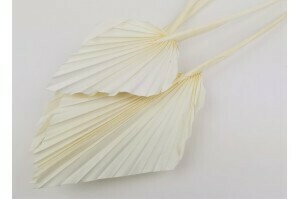 Palm Spear/Paster White