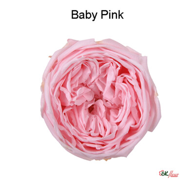 Garden Rose Catherine / Baby Pink