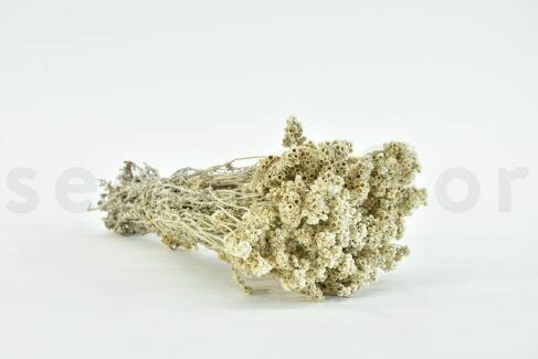 DRIED CRISPUM