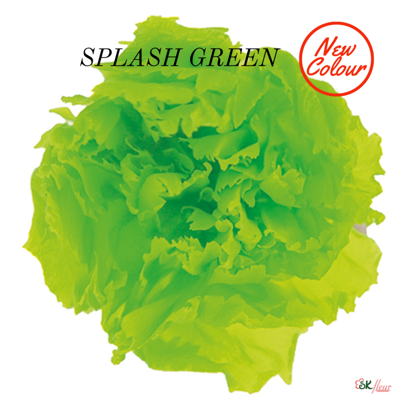 Mini Carnation / Splash Green