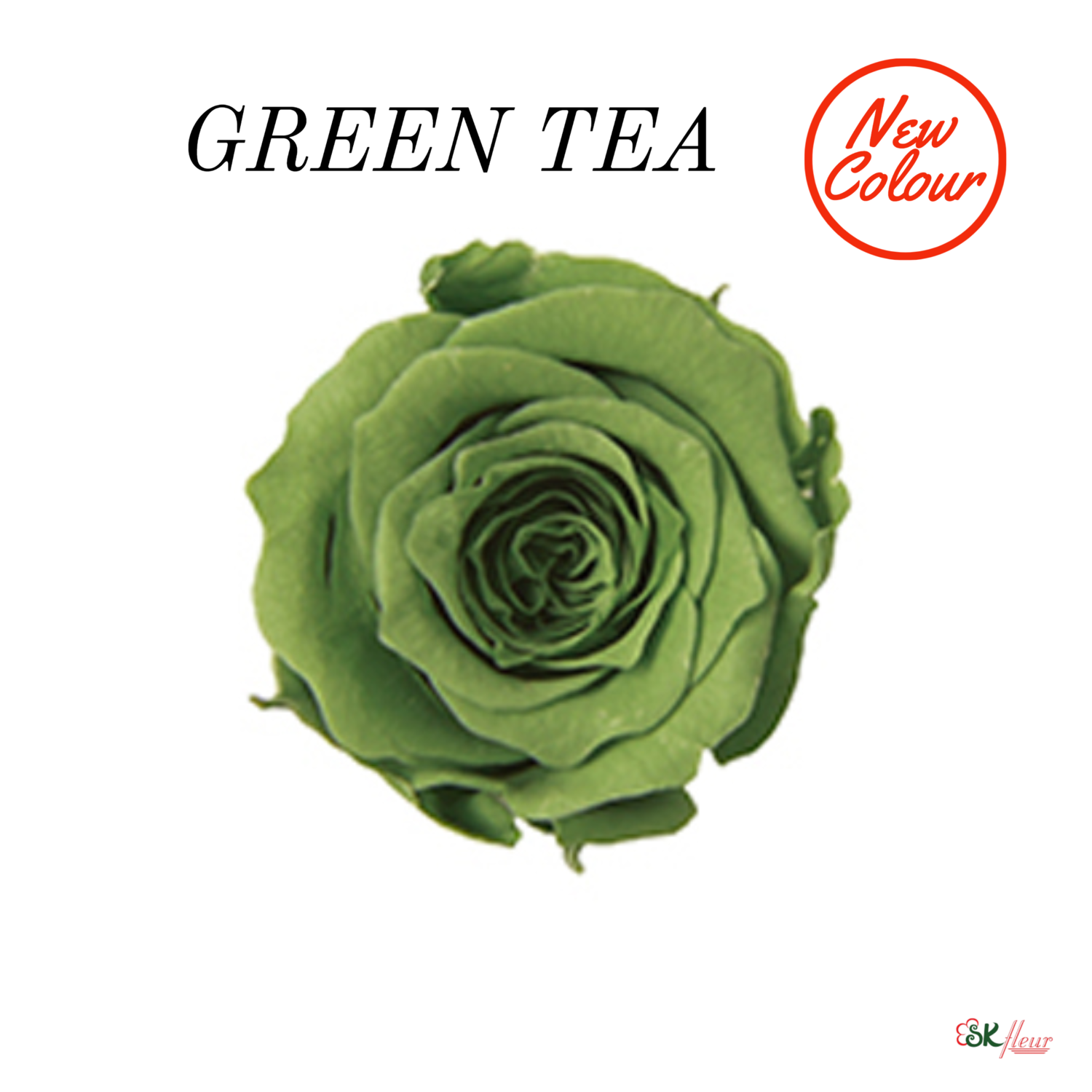 Piccola Blossom Rose / Green Tea