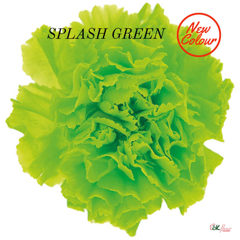 Standard Carnation / Splash Green