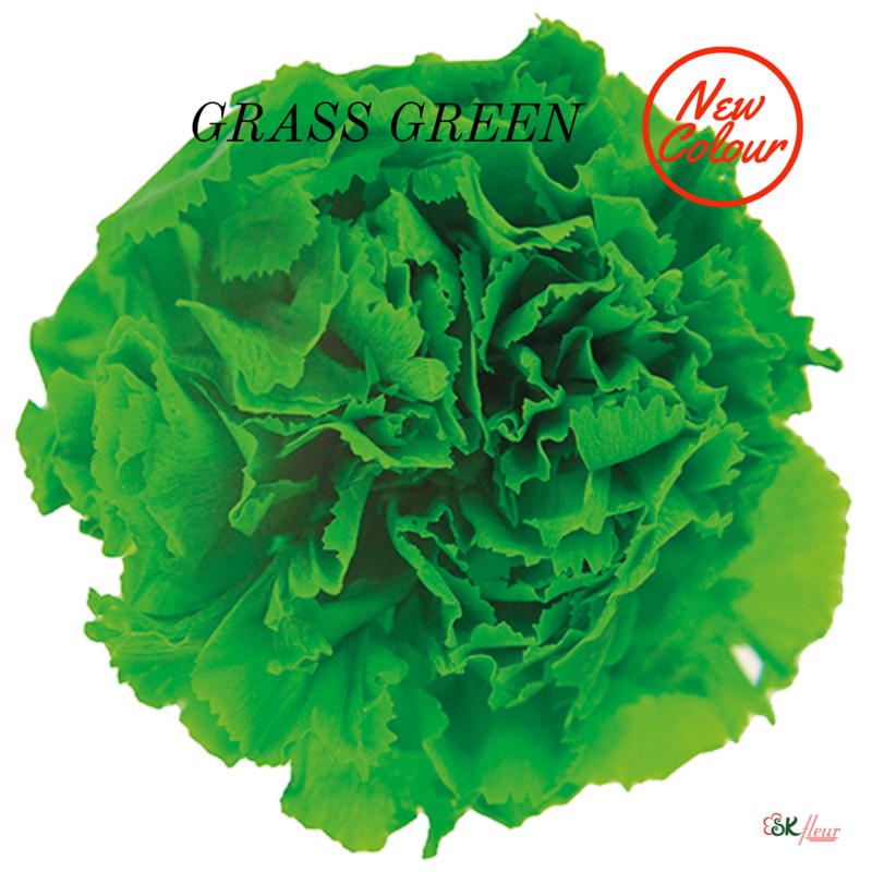 Standard Carnation / Grass Green