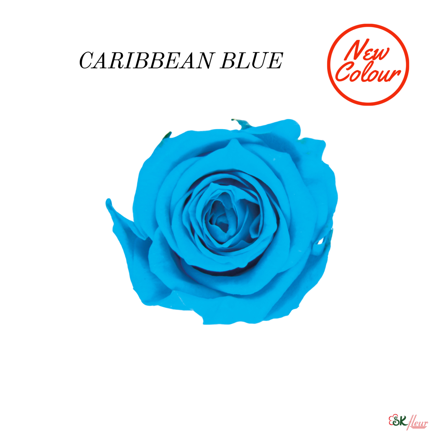 Piccola Blossom Rose / Caribbean Blue