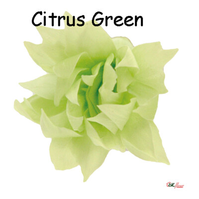 Snow Star / Citrus Green