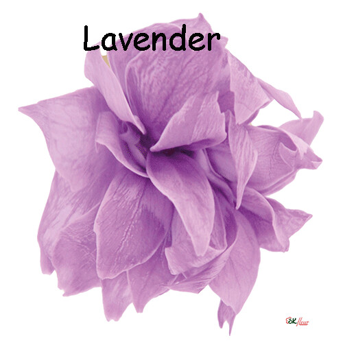 Snow Star / Lavender