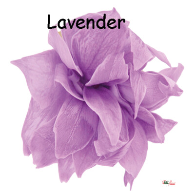 Snow Star / Lavender