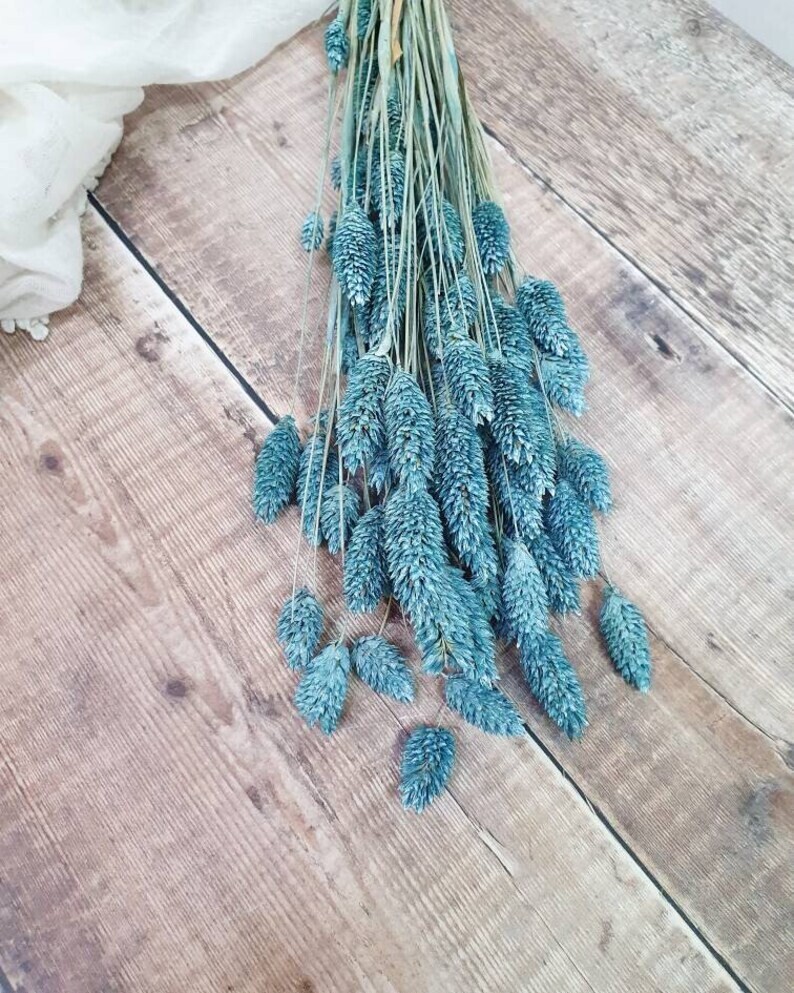 DRIED PHALARIS - BOUQUET - MATTE BLUE