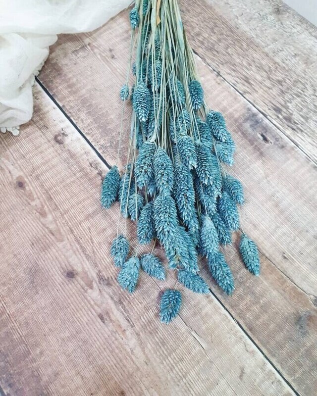 DRIED PHALARIS - BOUQUET - MATTE BLUE