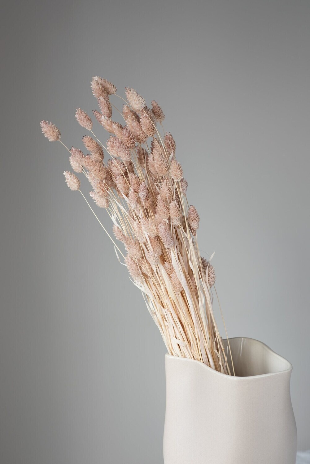 DRIED PHALARIS - BOUQUET - MATTE PINK