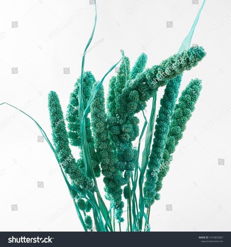 SETARIA  / TIFFANY BLUE