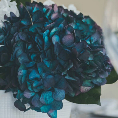 PRESERVED HYDRANGEAS