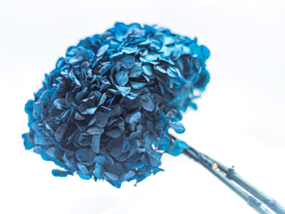 Preserved Hydrangeas \ Dark Blue Preserved Hydrangeas \ Dark Blue