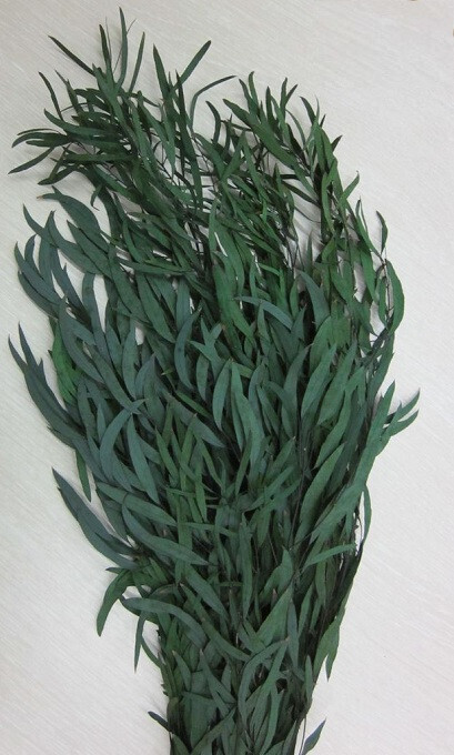 EUCALIPTUS PARVIFOLIA - GREEN