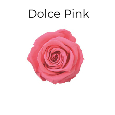 Spray Rose / Dolce Pink