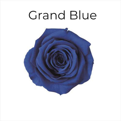 Spray Rose / Grand Blue