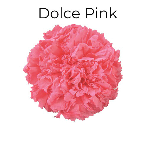 Standard Carnation / Dolce Pink