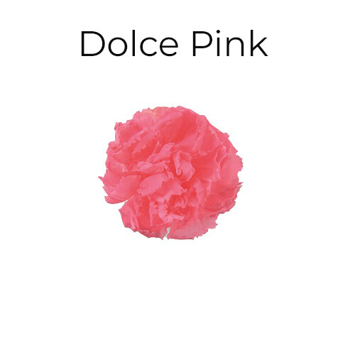 Mini Carnation / Dolce Pink